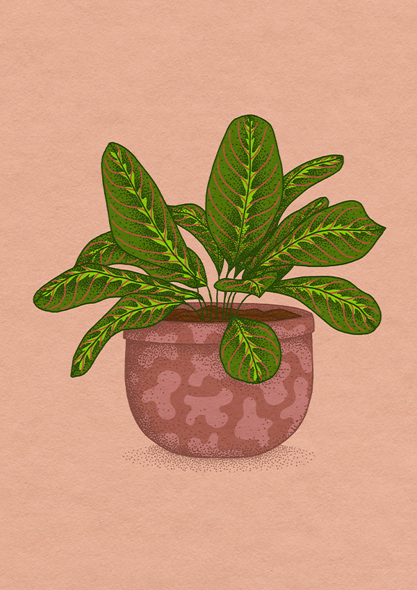 an illustration of a prayer plant in a mauve pink pot.