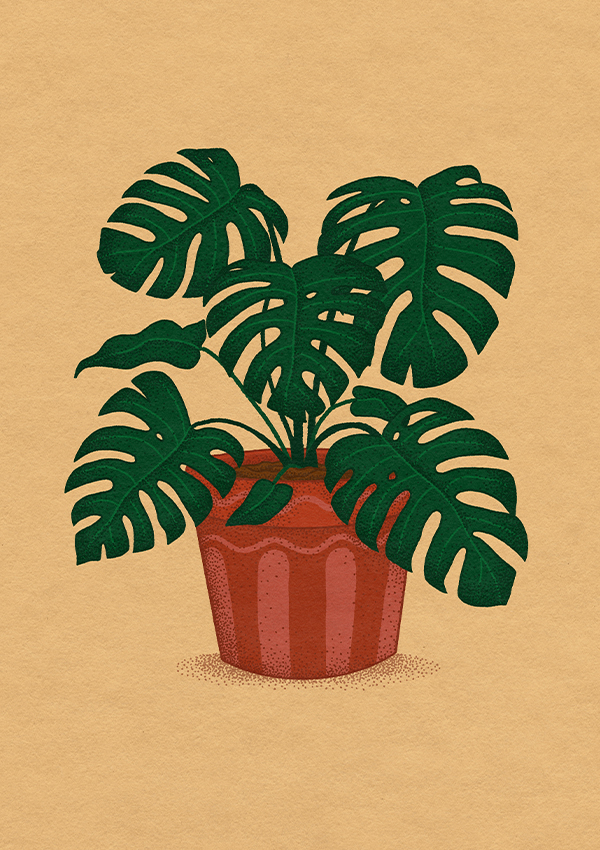 an illustration of a monstera plant in a terra cotta pot.