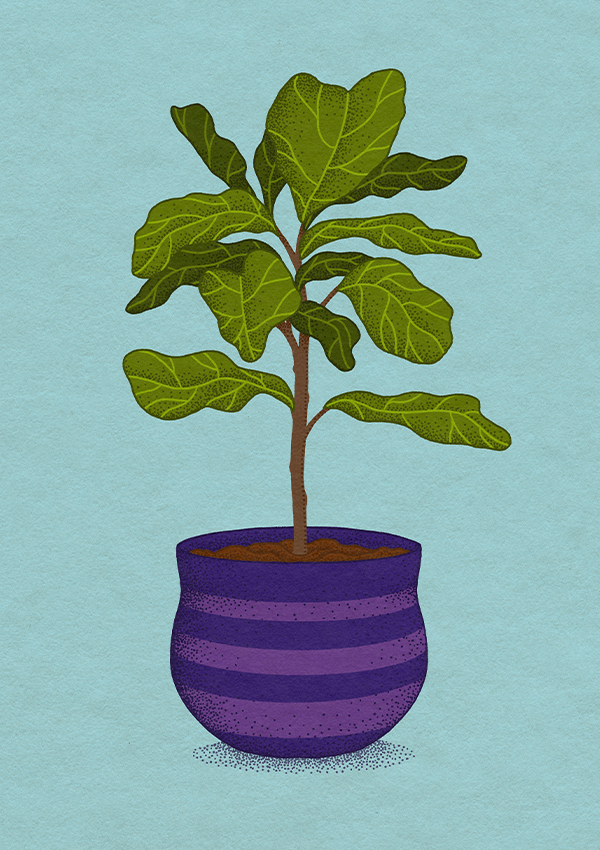 illustration of a green fiddle leaf fig tree in a purple striped pot.